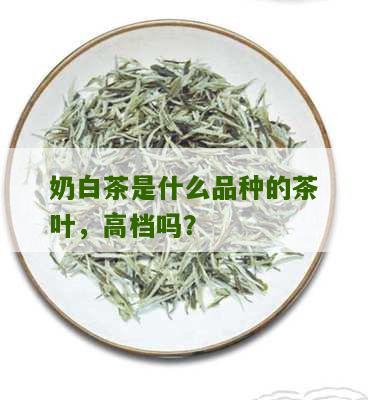 奶白茶是什么品种的茶叶，高档吗？