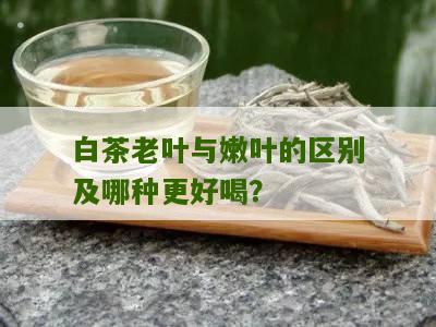 白茶老叶与嫩叶的区别及哪种更好喝？