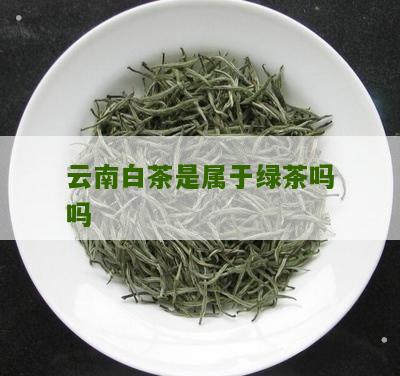 云南白茶是属于绿茶吗吗