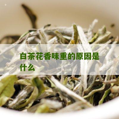 白茶花香味重的原因是什么