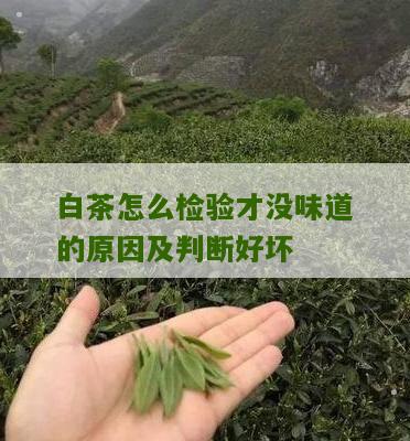 白茶怎么检验才没味道的原因及判断好坏