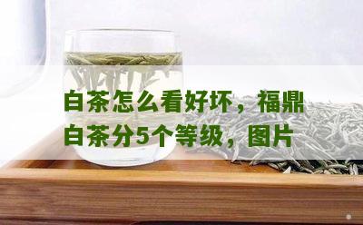 白茶怎么看好坏，福鼎白茶分5个等级，图片