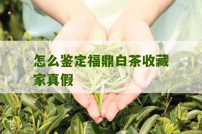 怎么鉴定福鼎白茶收藏家真假