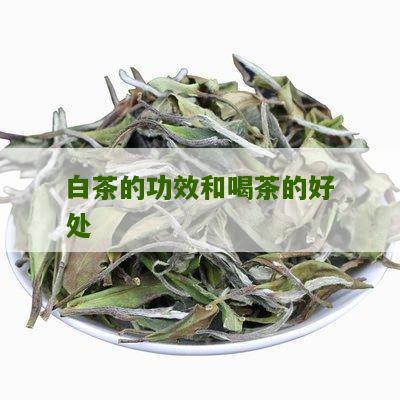 白茶的功效和喝茶的好处