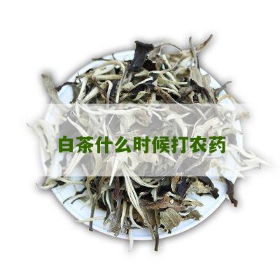 白茶什么时候打农药