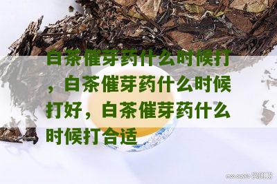 白茶催芽药什么时候打，白茶催芽药什么时候打好，白茶催芽药什么时候打合适