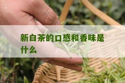 新白茶的口感和香味是什么