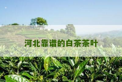 河北靠谱的白茶茶叶