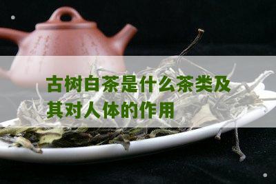 古树白茶是什么茶类及其对人体的作用