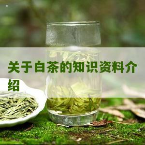 关于白茶的知识资料介绍