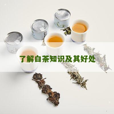 了解白茶知识及其好处