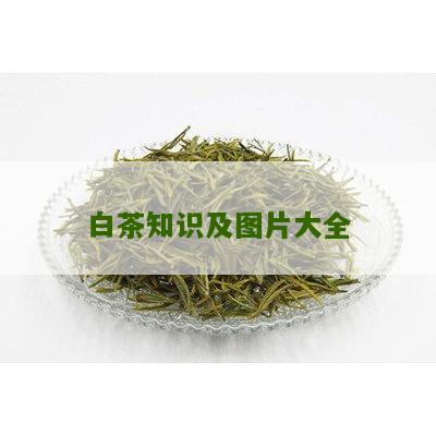 白茶知识及图片大全