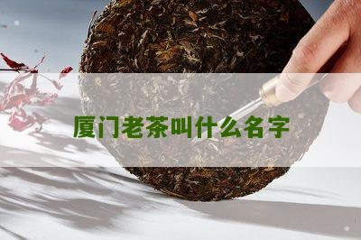 厦门老茶叫什么名字