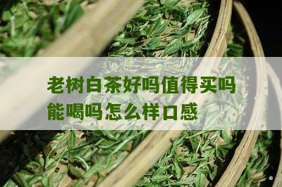 老树白茶好吗值得买吗能喝吗怎么样口感