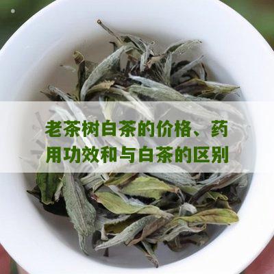 老茶树白茶的价格、药用功效和与白茶的区别