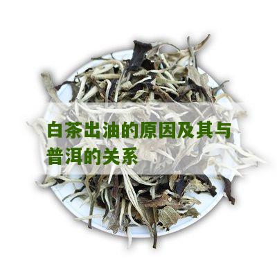 白茶出油的原因及其与普洱的关系