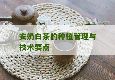 安奶白茶的种植管理与技术要点