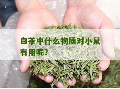 白茶中什么物质对小鼠有用呢？