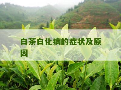 白茶白化病的症状及原因