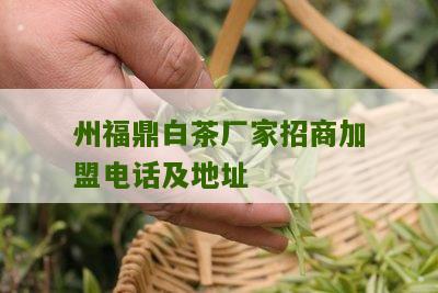 州福鼎白茶厂家招商加盟电话及地址