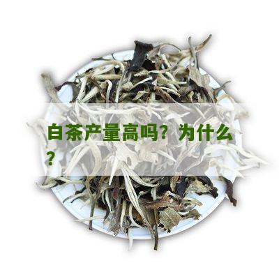 白茶产量高吗？为什么？