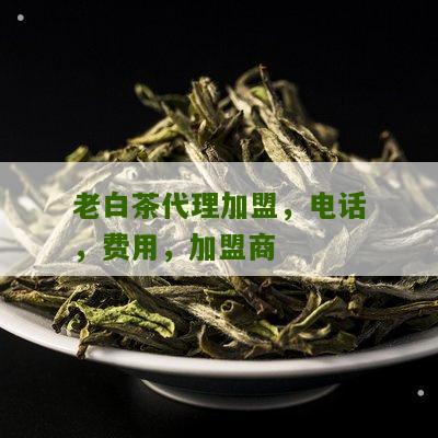 老白茶代理加盟，电话，费用，加盟商