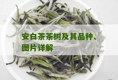 安白茶茶树及其品种、图片详解