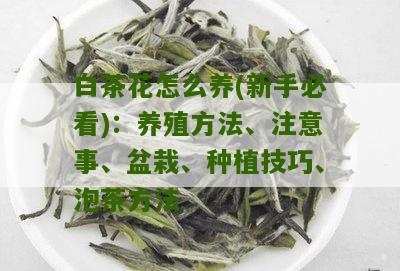 白茶花怎么养(新手必看)：养殖方法、注意事、盆栽、种植技巧、泡茶方法