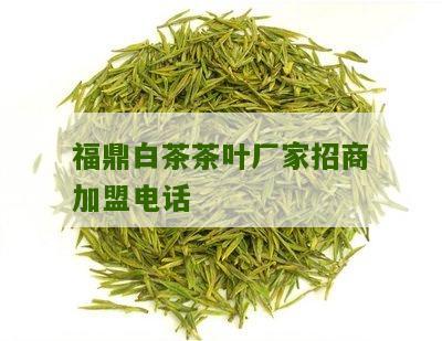 福鼎白茶茶叶厂家招商加盟电话