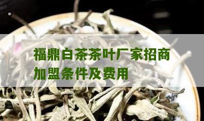 福鼎白茶茶叶厂家招商加盟条件及费用