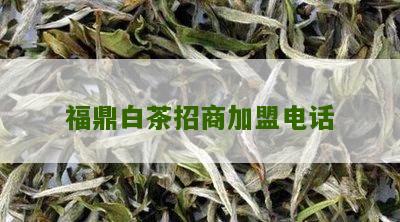 福鼎白茶招商加盟电话