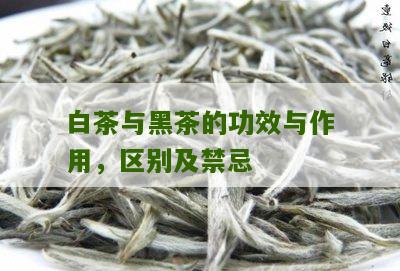 白茶与黑茶的功效与作用，区别及禁忌