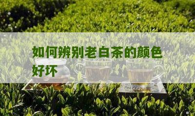 如何辨别老白茶的颜色好坏