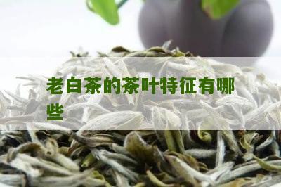 老白茶的茶叶特征有哪些