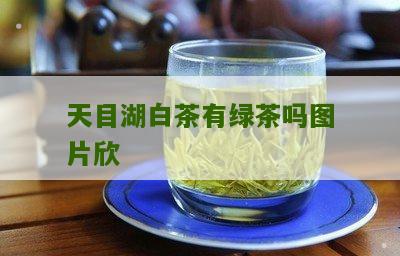 天目湖白茶有绿茶吗图片欣