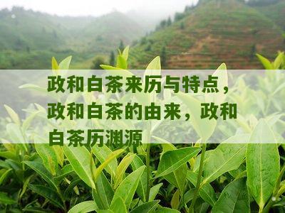 政和白茶来历与特点，政和白茶的由来，政和白茶历渊源