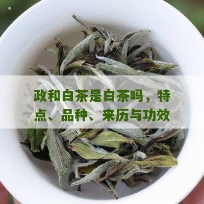 政和白茶是白茶吗，特点、品种、来历与功效