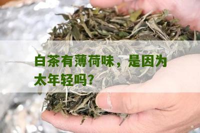 白茶有薄荷味，是因为太年轻吗？