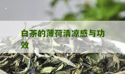 白茶的薄荷清凉感与功效