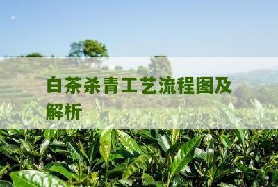 白茶杀青工艺流程图及解析