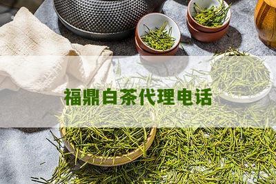 福鼎白茶代理电话