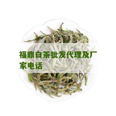 福鼎白茶批发代理及厂家电话