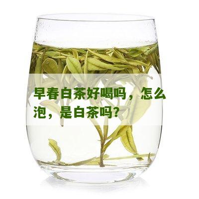 早春白茶好喝吗，怎么泡，是白茶吗？