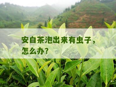 安白茶泡出来有虫子，怎么办？