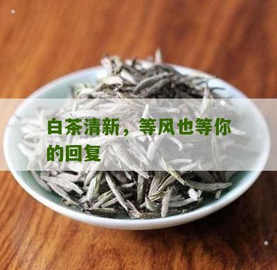 白茶清新，等风也等你的回复