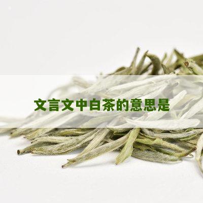 文言文中白茶的意思是