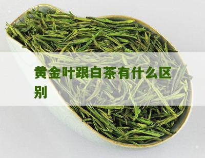 黄金叶跟白茶有什么区别