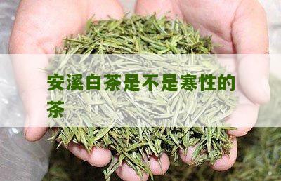 安溪白茶是不是寒性的茶