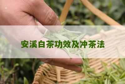 安溪白茶功效及冲茶法