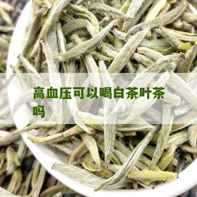 高血压可以喝白茶叶茶吗